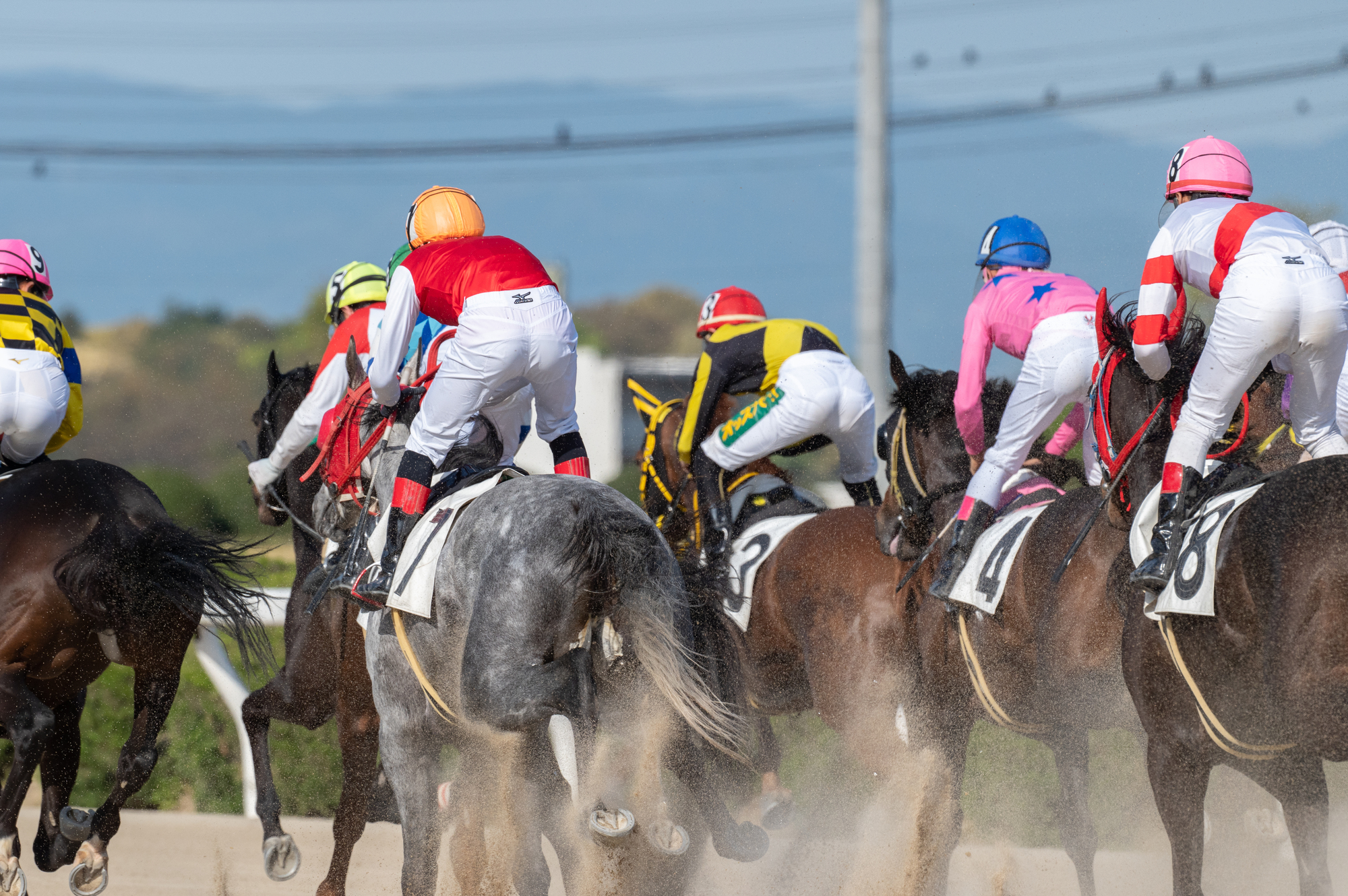 99年菊花賞 単勝馬券 ナリタトップロード オペラオー．アドマイヤベガ